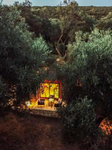 Olive grove Sofias Garden