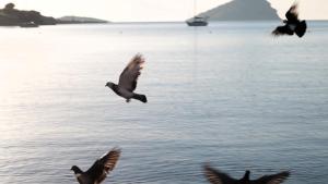 ANNYS PORTO MARE Porto Rafti