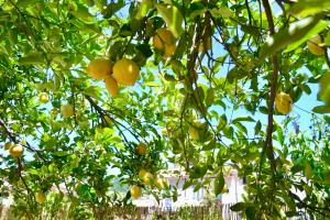 Lemon House