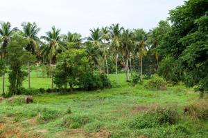 Aranya Ocean Breeze