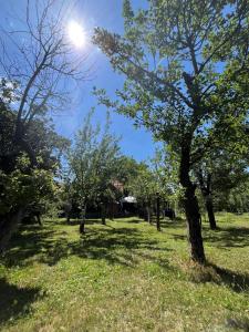 Ordinacija pod šljivom