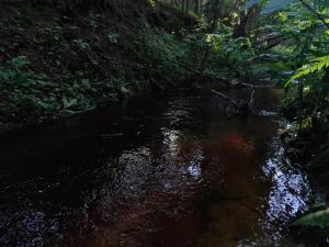 Miami Jungle Glamping Experience