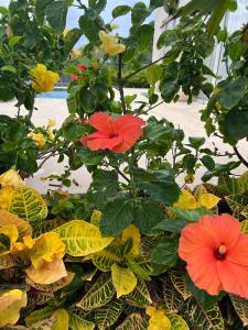 Sol del Este Luxury by SH