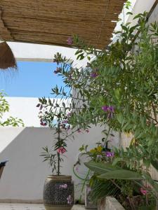 Casaflor Tunis