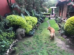 Woodland in the city, huge garden