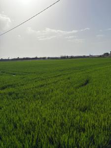 Valencia, Pinedo playa , albufera