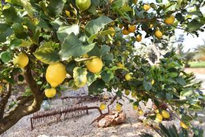 Finca Hort De Sa Barrala