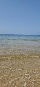 Tiguert serenity