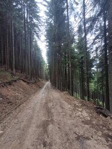 Bukhouse Carpathians