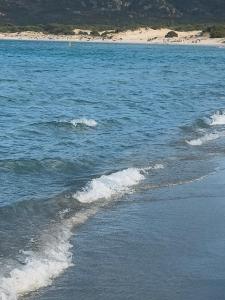 Il ginepro img4