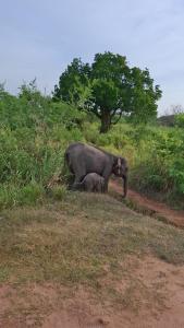Minneriya Tusk Jeep Safari