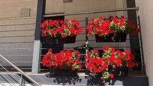 Best Rest Apartments