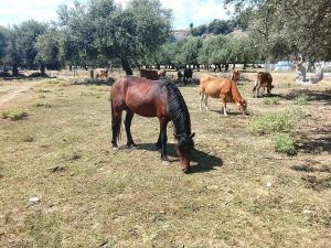 Camping Shpella e Pirateve
