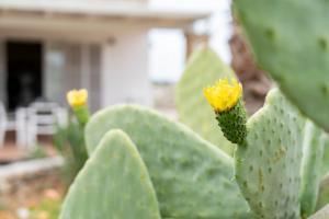 La Pennichella Apartments - by ThePuglia
