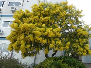Chambre chez lhabitant Nice Baie des Anges