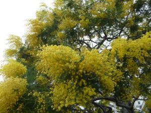 Chambre chez lhabitant Nice Baie des Anges