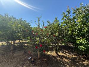 Lambis Garden Hideaway