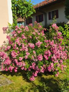 See & Natur Apartment Uffing