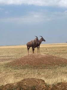 Ntito Mara lodge