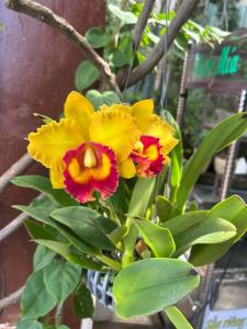 Homestay XANH XANH