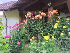 Rustic Dreams-Dobolii de Sus