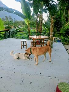 Indigo Home Stay