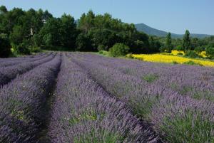 Artist Villa 8P Private Pool, Jacuzzi, 1 hectare next typical Provençal village