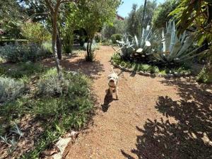 Apartments by the sea Barbat, Rab - 22423