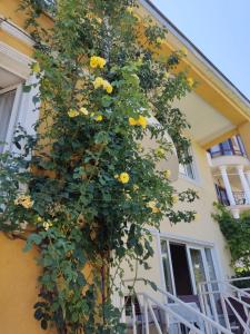Boutique Hotel Eco-House 25 Tbilisi25