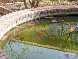Apartment Die Orange und der Goldfisch by Interhome