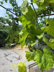 The Hidden Orchard near Saranda