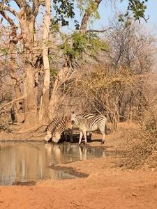 Affordable Lower Zambezi Safari Stay