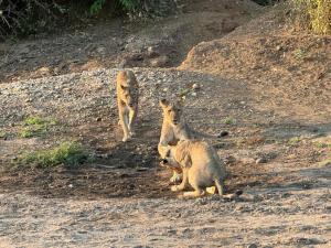 Affordable Lower Zambezi Safari Stay