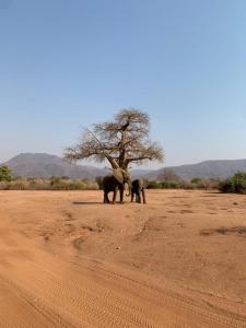 Affordable Lower Zambezi Safari Stay