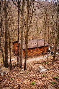 Cabana Manea Forest Hub