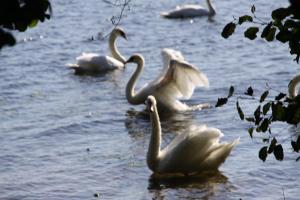 Lodges Lodging Le Lac : photos des chambres