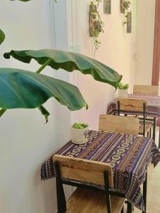 Mushroom Homestay - Tour & Travel