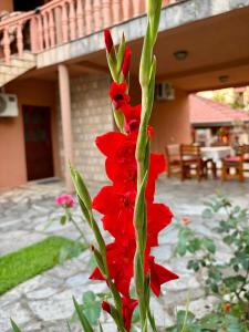 Apartmani "Dukic"
