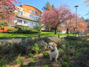 HifiKlubBrno Apartment Komin AIRCONDITION and PARKING