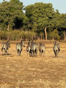 Budget friendly Lower Zambezi Experience