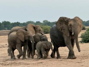 Budget friendly Lower Zambezi Experience