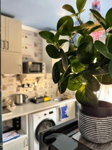 Beli Blue Apartman