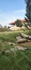 The Palash wildlife resort parsili