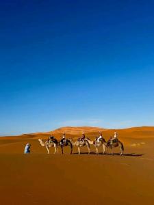 Bivouac Camel Trips