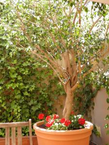 Suitur Courtyard Apartment