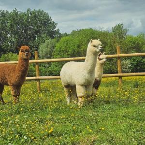Lappartement à la ferme