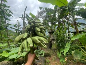 Red Dao Homestay