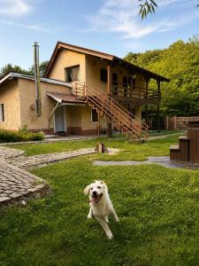 Cabana Din Pădure