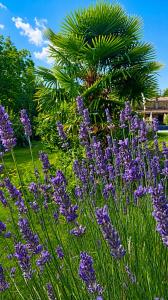 Domaine du Bourdil - Aude
