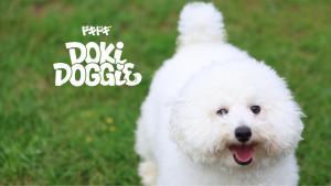 DokiDoggie油壺globe